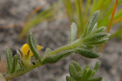 Aspalathus diffusa