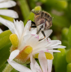 Eristalinus nigricans