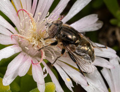 Eristalinus nigricans