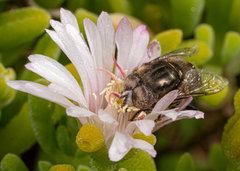 Eristalinus nigricans