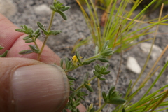Aspalathus diffusa