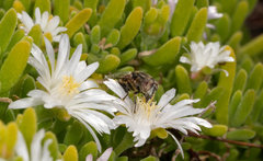 Eristalinus nigricans