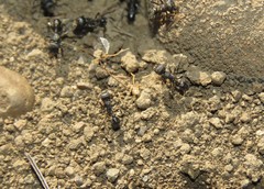 Pogonomyrmex brevibarbis