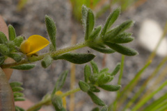 Aspalathus diffusa