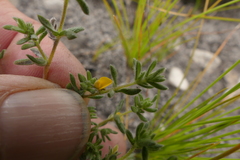 Aspalathus diffusa