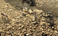 Pogonomyrmex brevibarbis