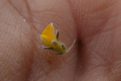 Aspalathus diffusa