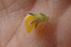Aspalathus diffusa
