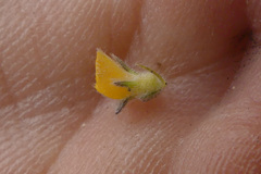 Aspalathus diffusa