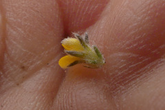 Aspalathus diffusa