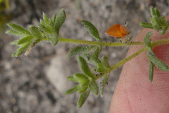 Aspalathus diffusa