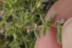 Aspalathus diffusa