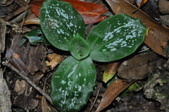 Mesadenella cuspidata