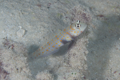 Amblyeleotris guttata