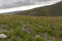 Aspalathus diffusa