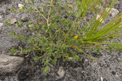 Aspalathus diffusa