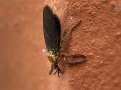 Dilophus serotinus