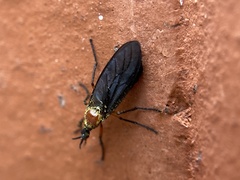 Dilophus serotinus
