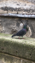 Columba livia domestica