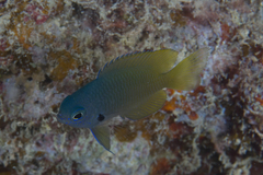 Pomacentrus nigromarginatus
