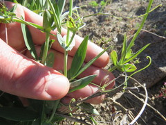 Lathyrus magellanicus