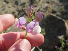 Lathyrus magellanicus