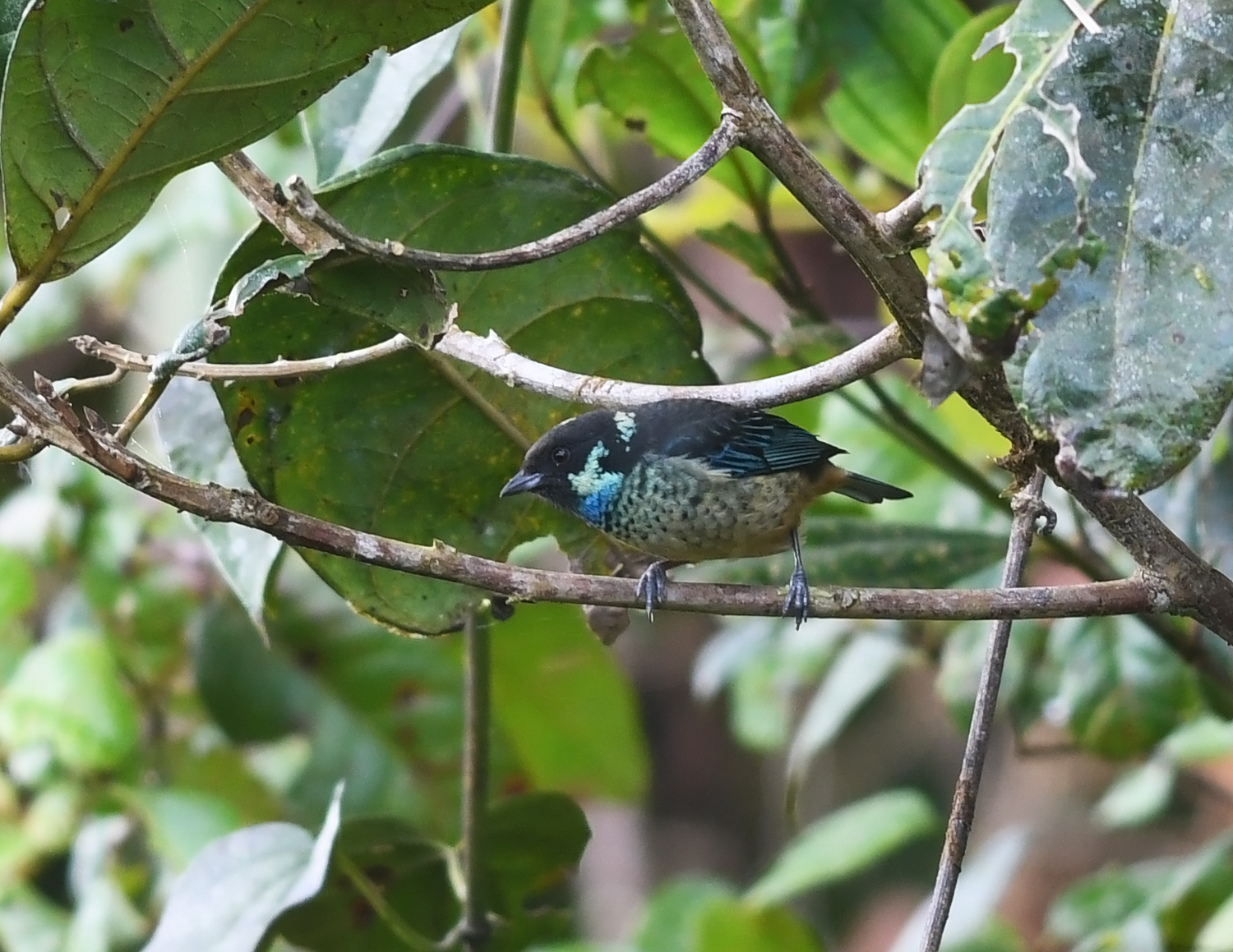 Green-naped Tanager (Tangara fucosa)
