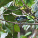 Green-naped Tanager - Photo (c) Josh Vandermeulen, some rights reserved (CC BY-NC-ND), uploaded by Josh Vandermeulen