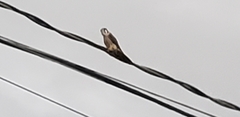 Falco sparverius