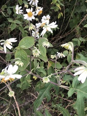 Montanoa bipinnatifida