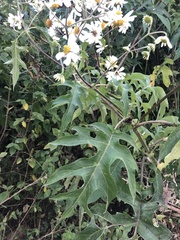Montanoa bipinnatifida