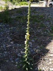 Verbascum virgatum