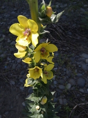 Verbascum virgatum
