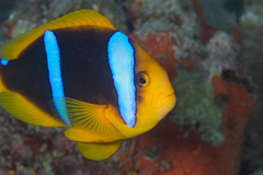 Amphiprion chrysopterus