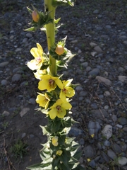 Verbascum virgatum