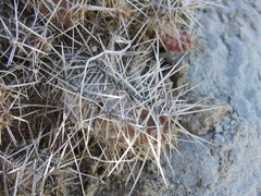 Austrocactus coxii