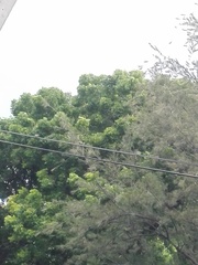 Merops orientalis ceylonicus