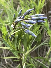 Amsonia ciliata texana