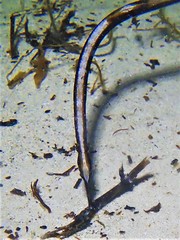 Mitotichthys meraculus