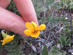 Viola maculata