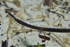 Mitotichthys meraculus