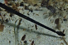 Mitotichthys meraculus