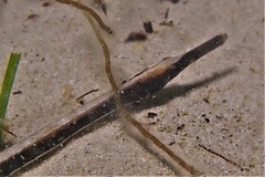 Mitotichthys meraculus