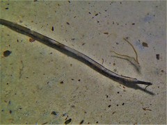 Mitotichthys meraculus