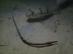 Mitotichthys meraculus