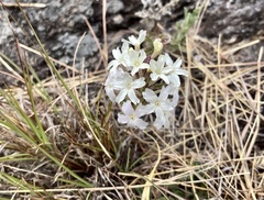 Glandularia platensis