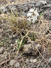 Glandularia platensis