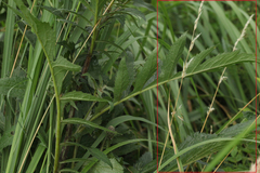 Helictochloa hookeri schelliana