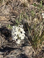 Glandularia platensis