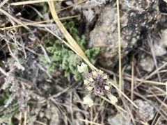 Glandularia platensis